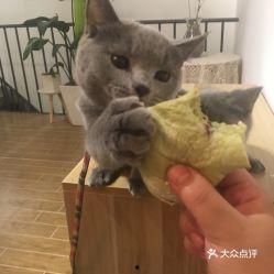 娱乐吃瓜君面包猫  第2张